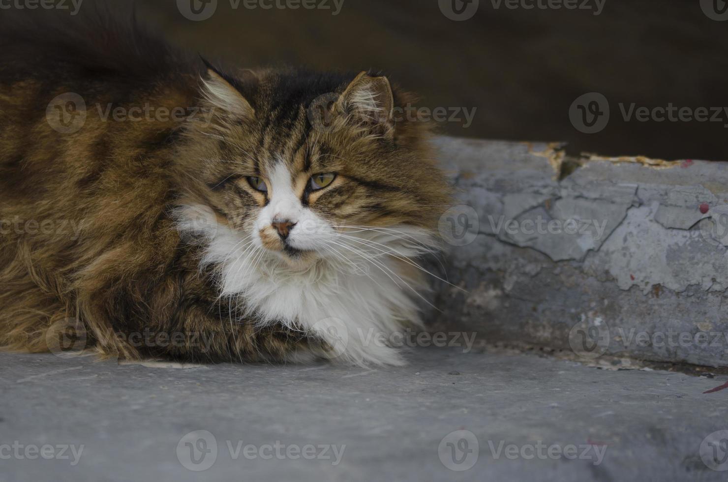 chats mignons gratuits vivant dans la rue photo