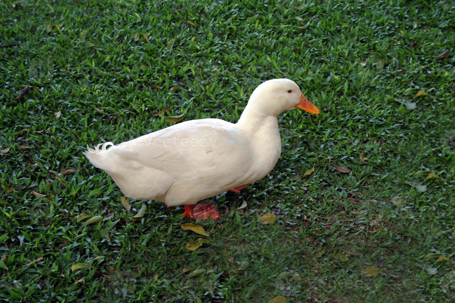 canard blanc sur l'herbe photo