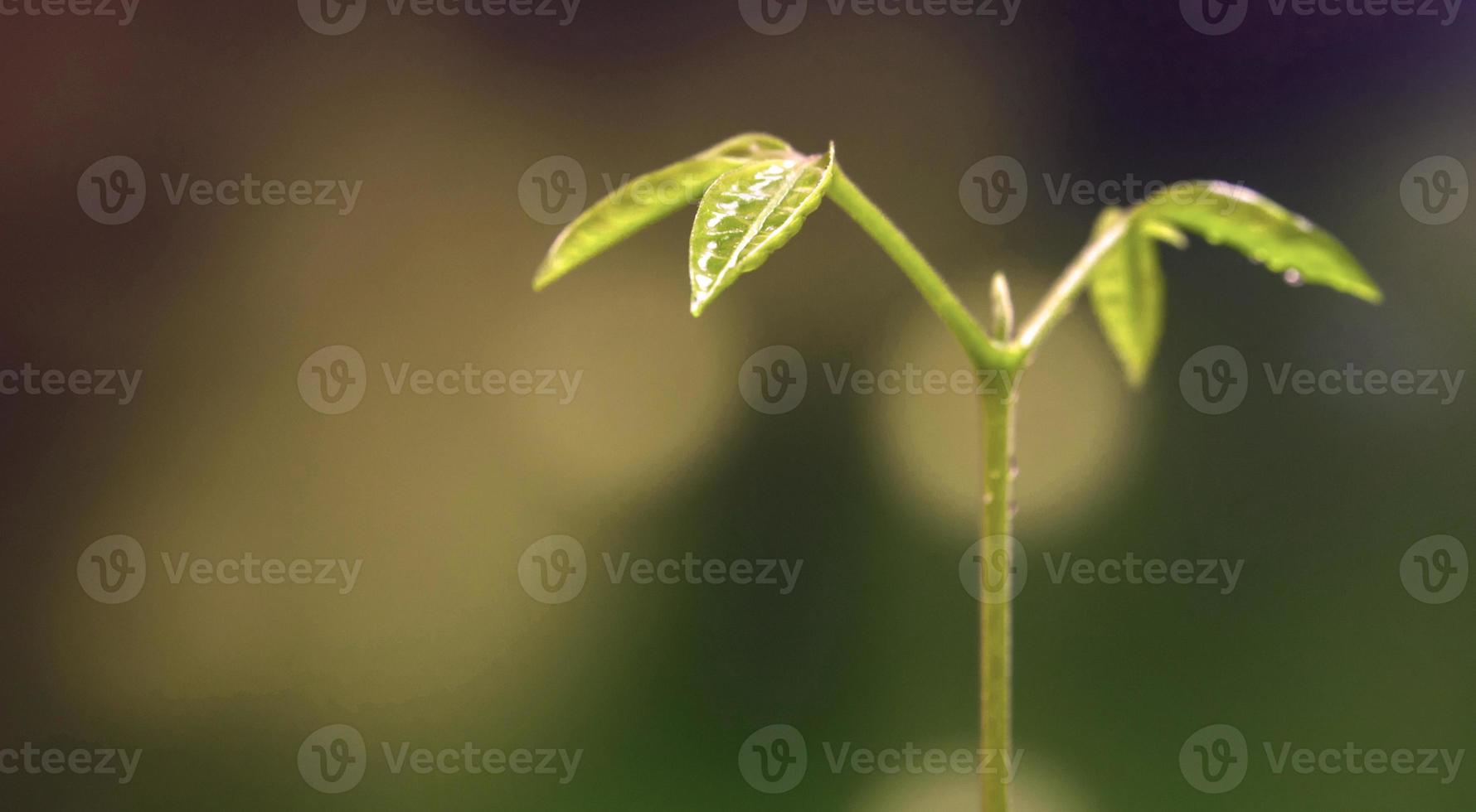 Feuilles de bourgeons de jeunes plantes ensemencement en forêt photo