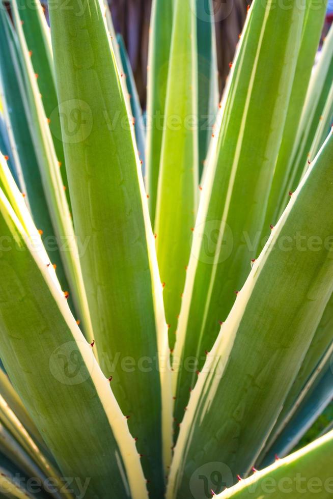 épine de plante succulente du siècle et détail sur les feuilles d'agave des Caraïbes photo