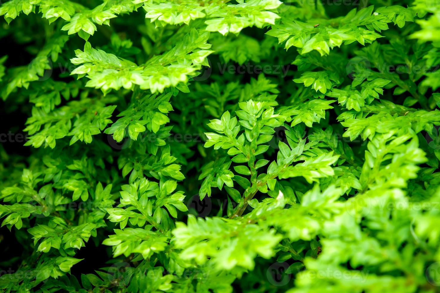 fraîcheur selaginella impliques fougère photo