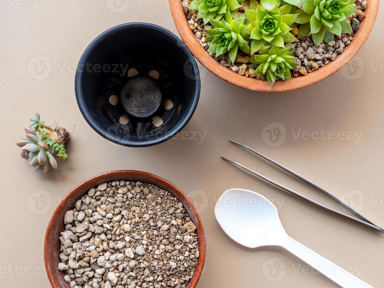 pose à plat d'équipements de plantes succulentes et de jardinage photo