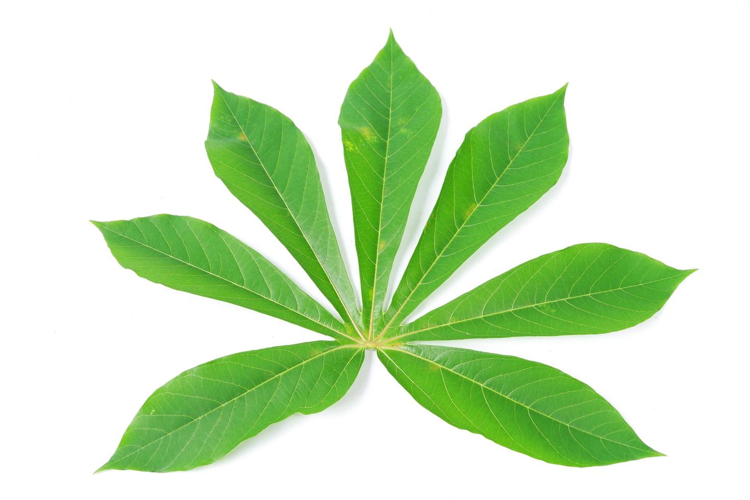 feuilles de manioc isolés sur fond blanc photo