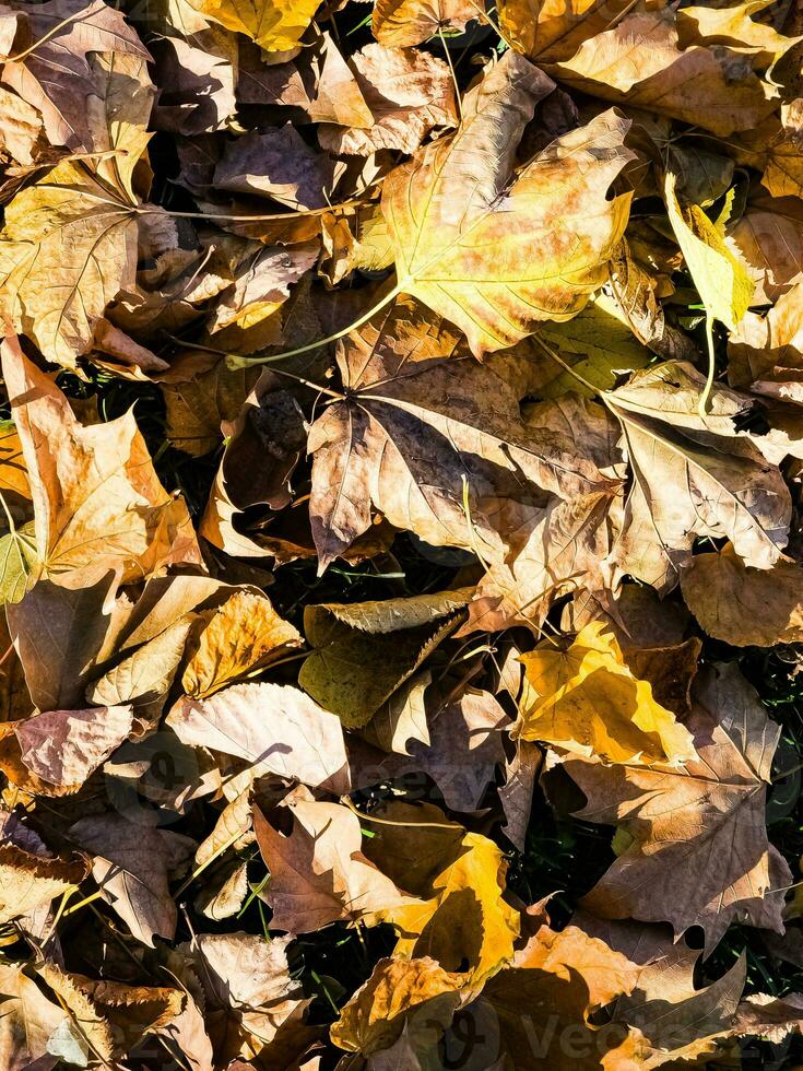 l'automne Contexte - séché jaune, vert, orange, violet et rouge feuilles de érable, aulne, sumac arbre, arrangé à aléatoire. vue de au-dessus de. fermer photo