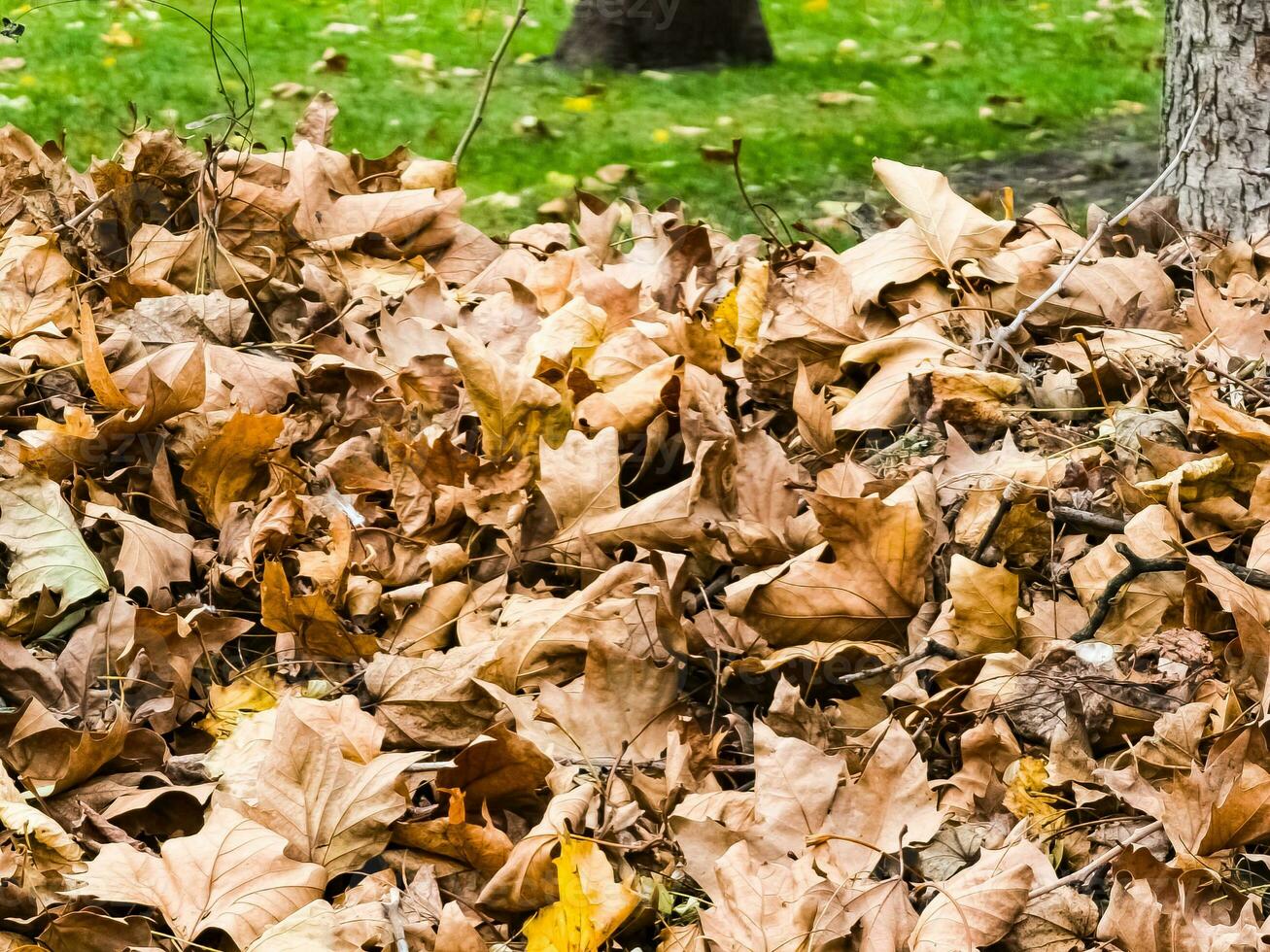 collecté pile de sec l'automne feuilles, nettoyage de le territoire photo