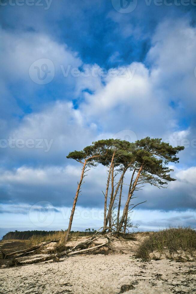 Ouest plage sur le baltique mer. de le vent, penché pin des arbres à le plage traversée photo