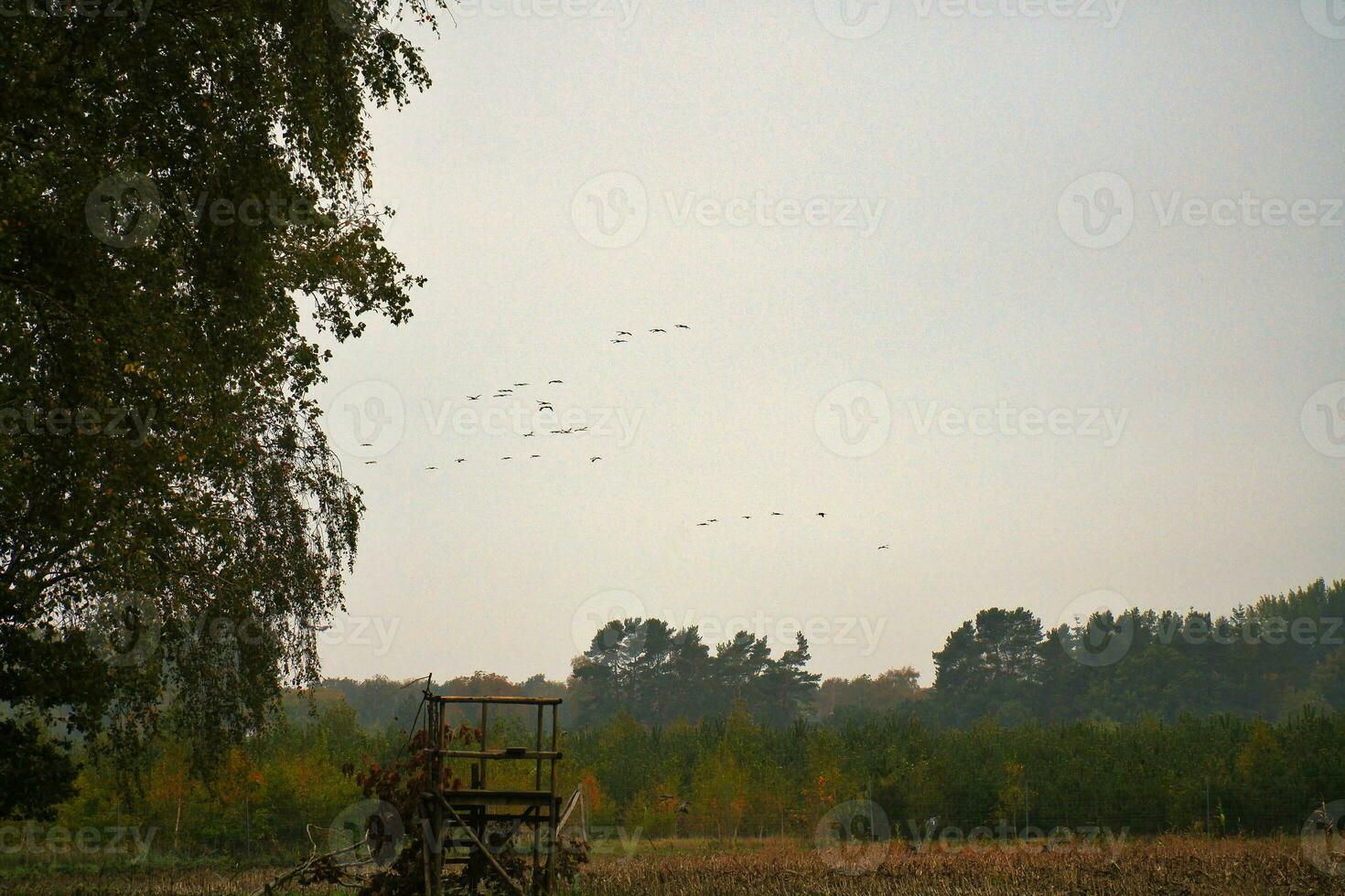 grue en volant plus de des champs par le forêt dans formation. migratoire oiseau sur le darse. photo