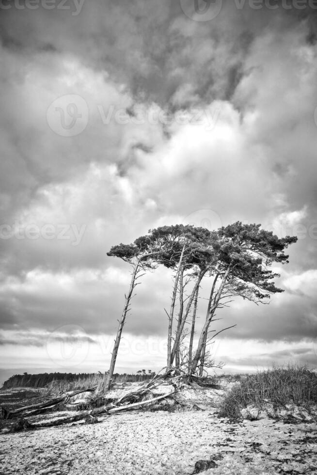 Ouest plage sur le baltique mer dans noir et blanche. penché pin des arbres à le plage photo