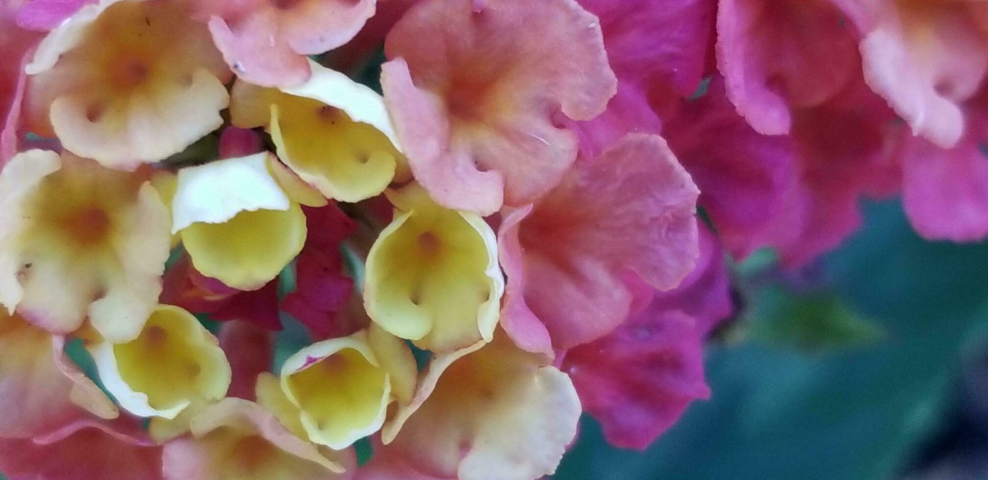 rose et Jaune lantana dans Floraison photo