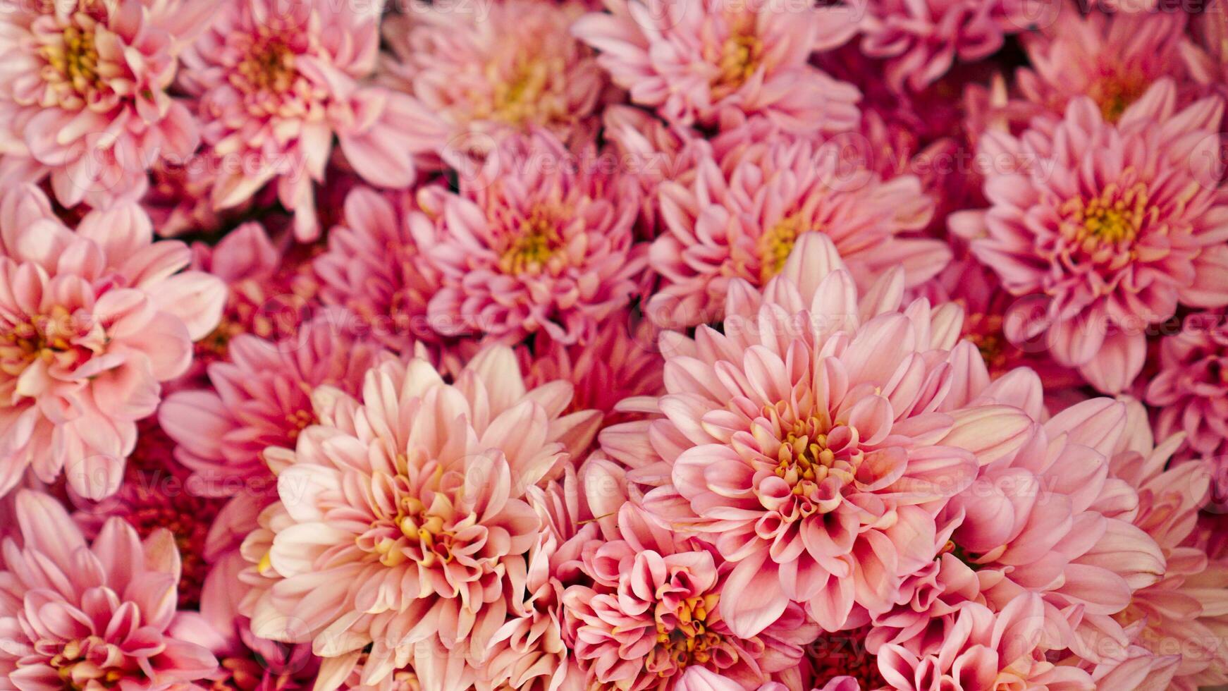 fermer de Frais magnifique rose chrysanthèmes de le jardin prêt à faire une bouquet pour le Contexte photo