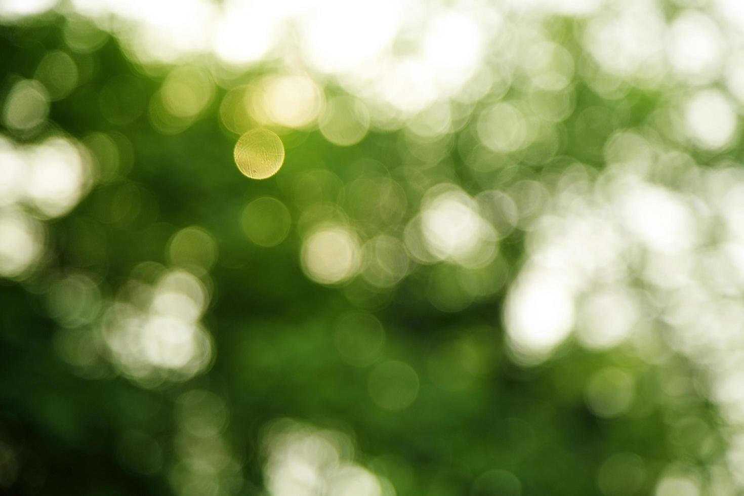 fond vert clair d'arbre photo