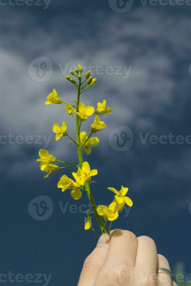 râpé Jaune fleur photo