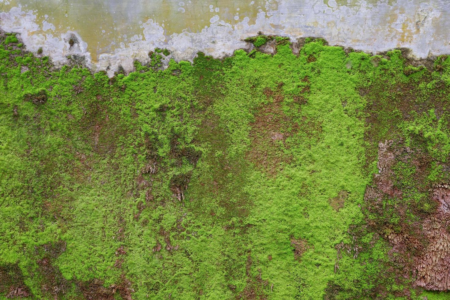 gros plan de la texture de la mousse verte sur le vieux mur pour le fond photo