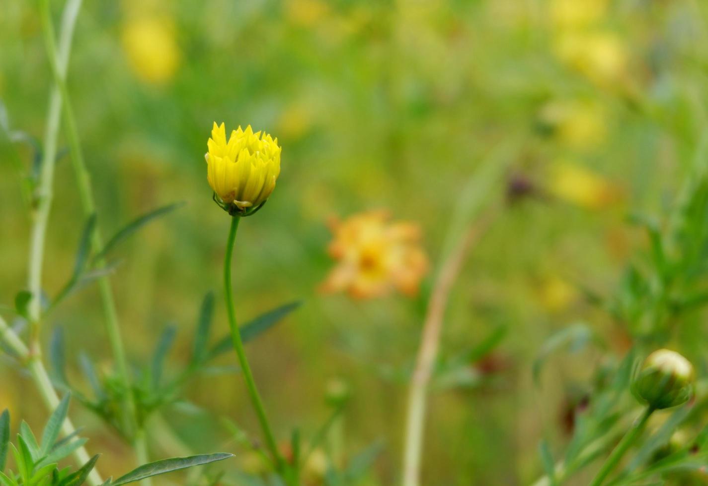 belle fleur de cosmos sulphureus dans le jardin photo