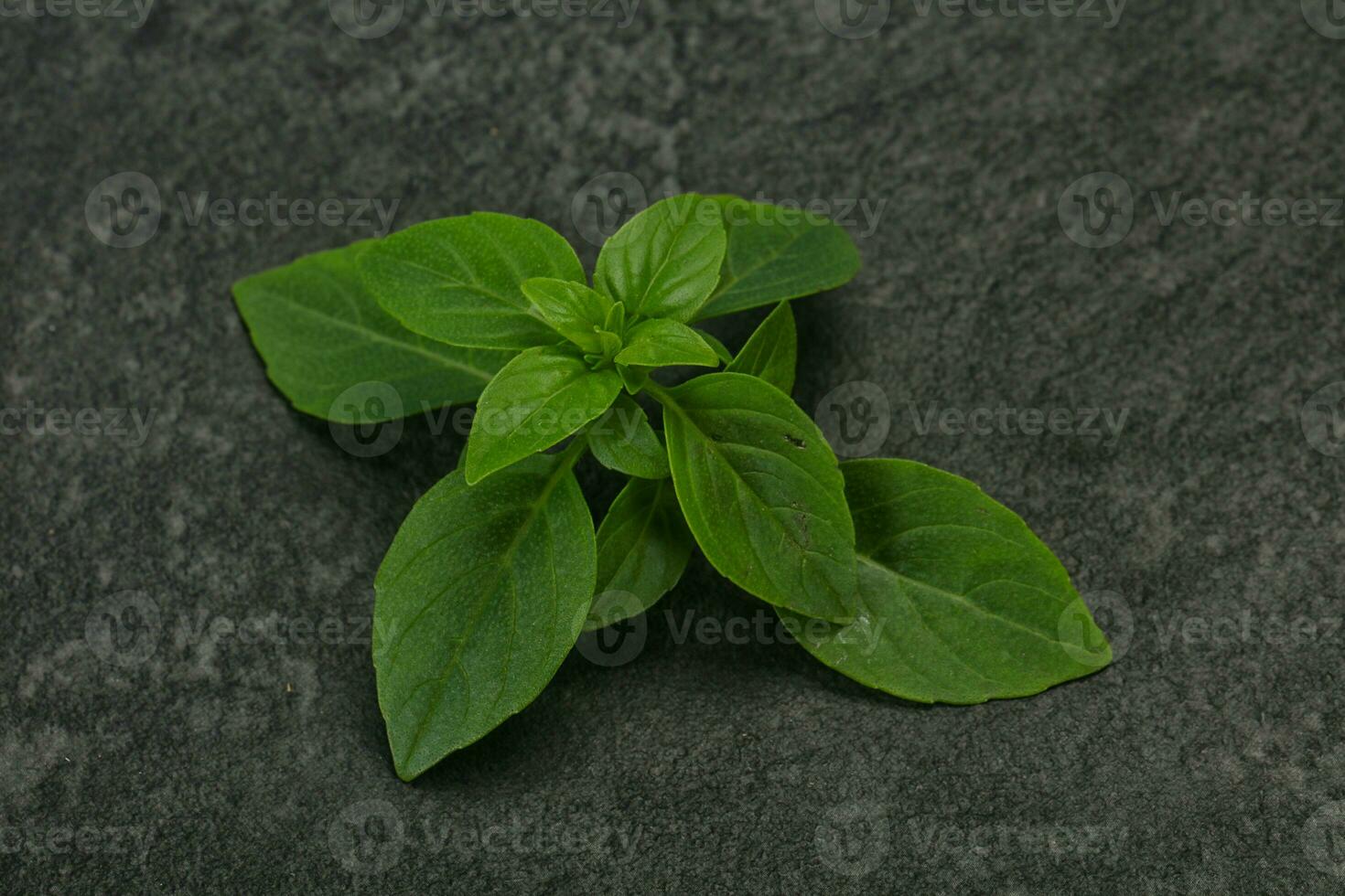 feuilles de basilic vert frais - pour la cuisson photo