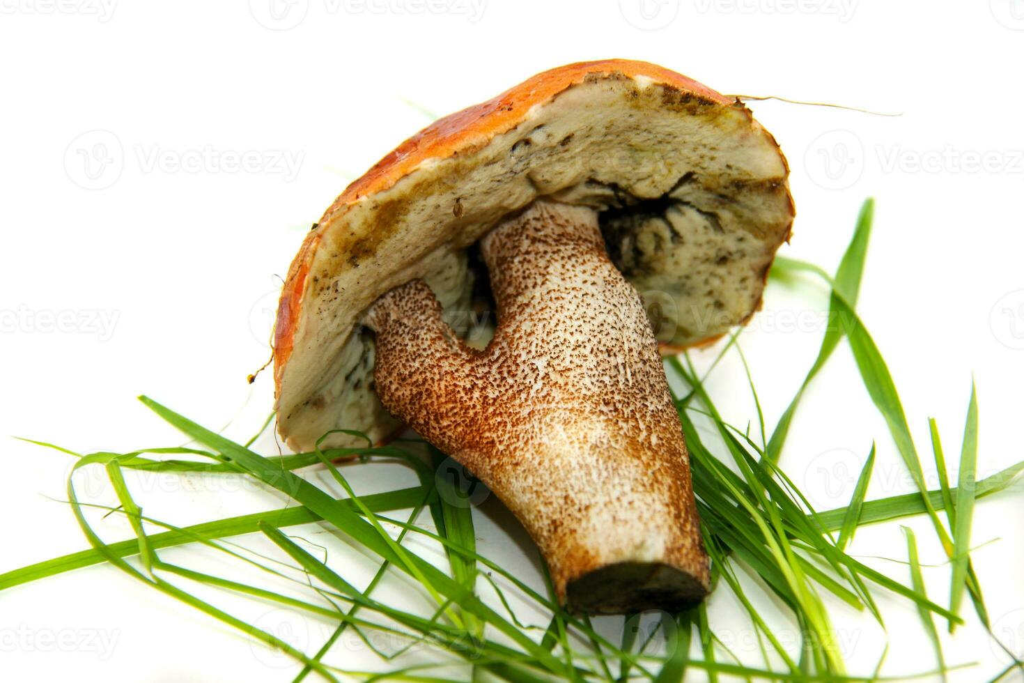 cèpes champignon bolet Edulis alias bolet ou penny chignon isoler photo
