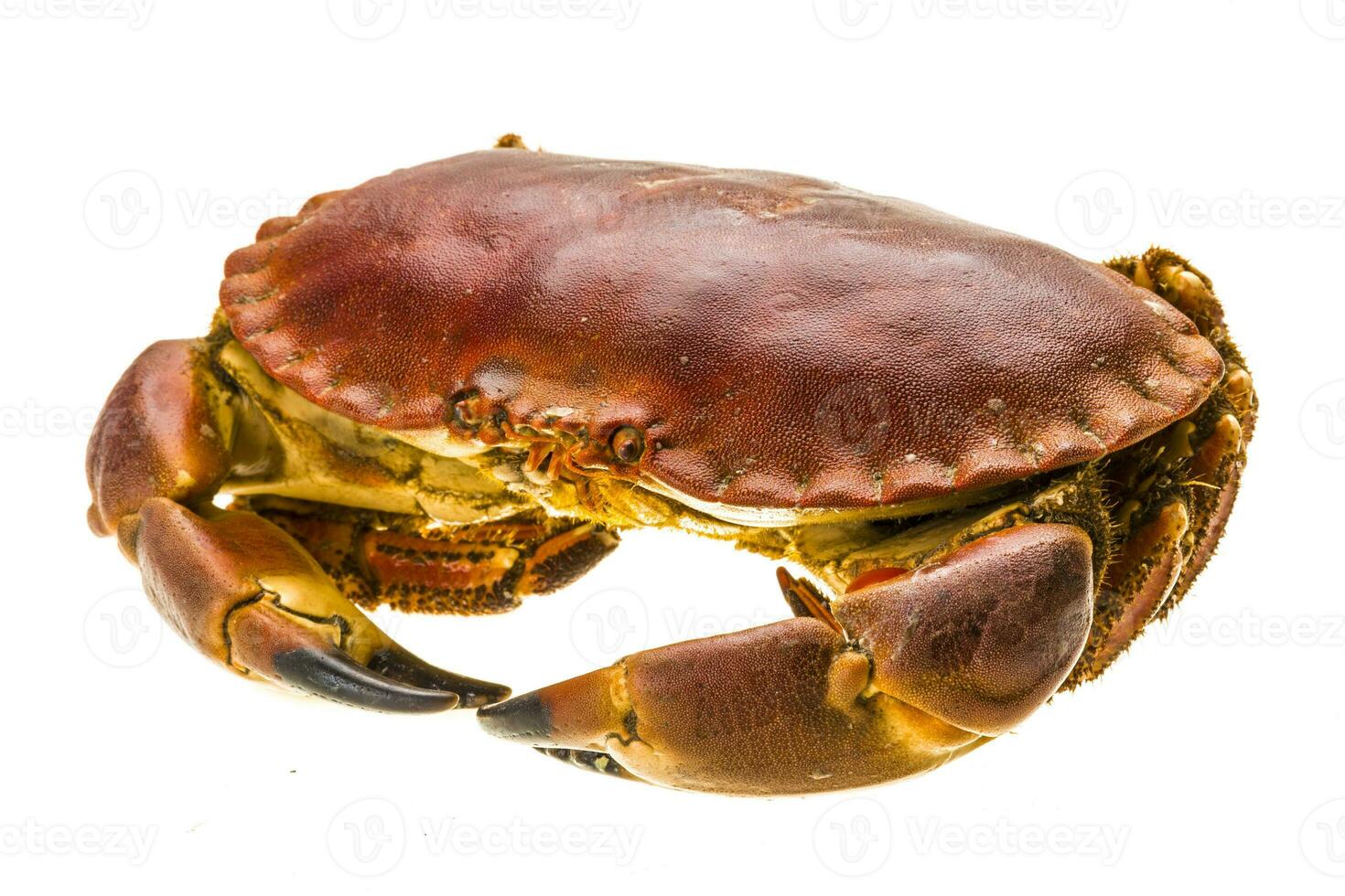 brut Crabe isolé sur blanc photo