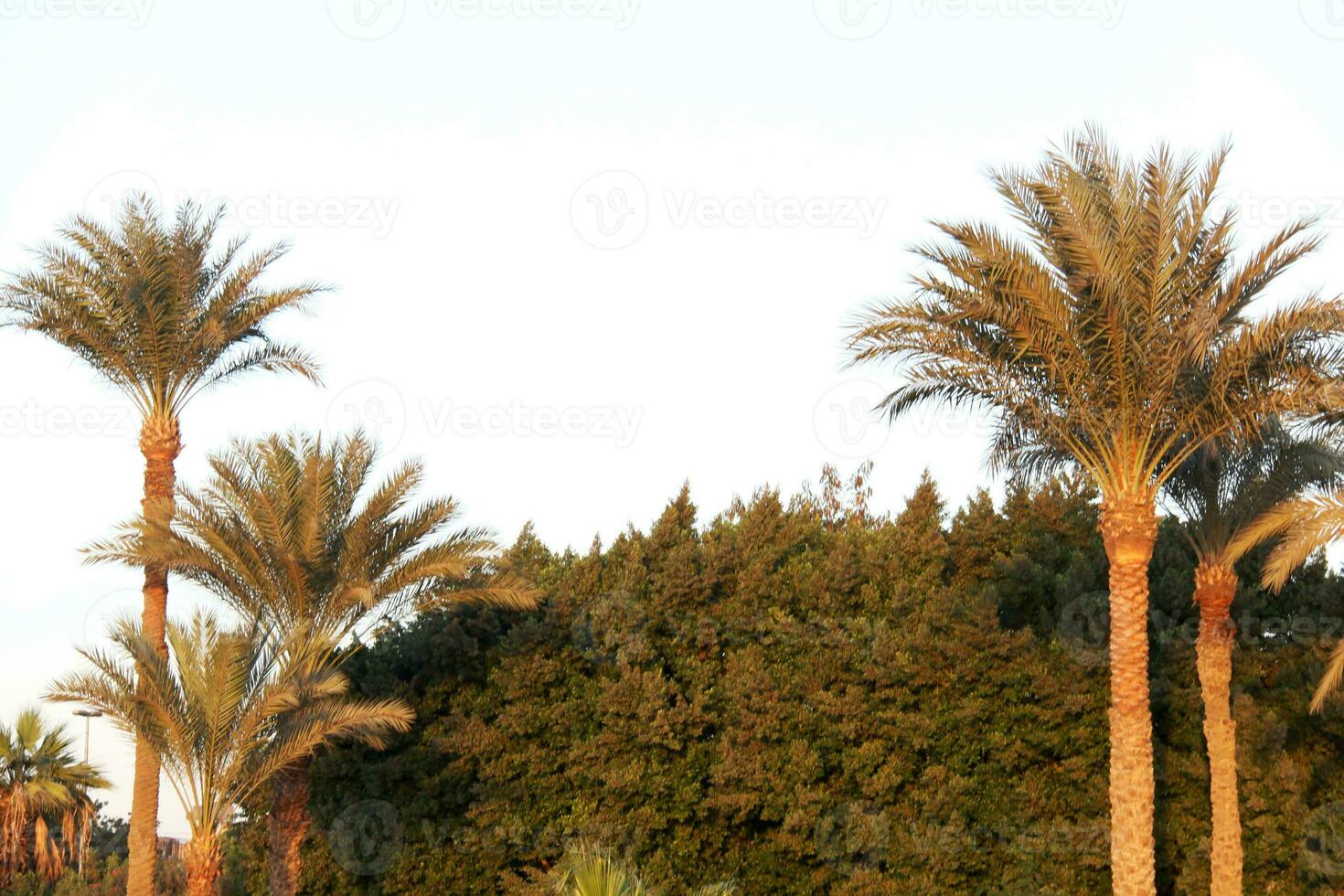 paume des arbres Egypte photo