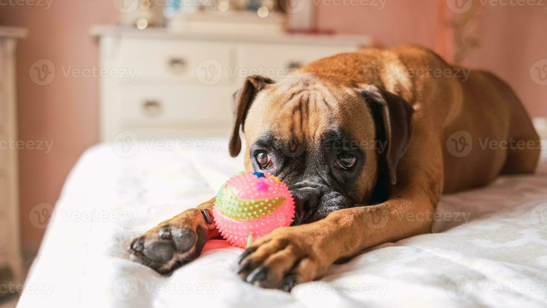 mignonne chien mensonge sur lit tandis que en jouant avec grinçant chien Balle photo