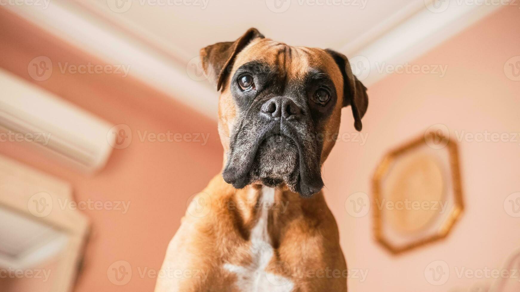 attentif boxeur chien permanent contre mur et plafond dans pièce photo