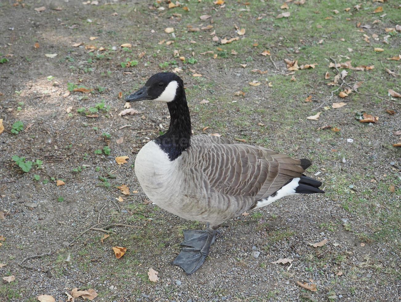 bernache du canada branta canadensis animal de classe aves oiseaux photo