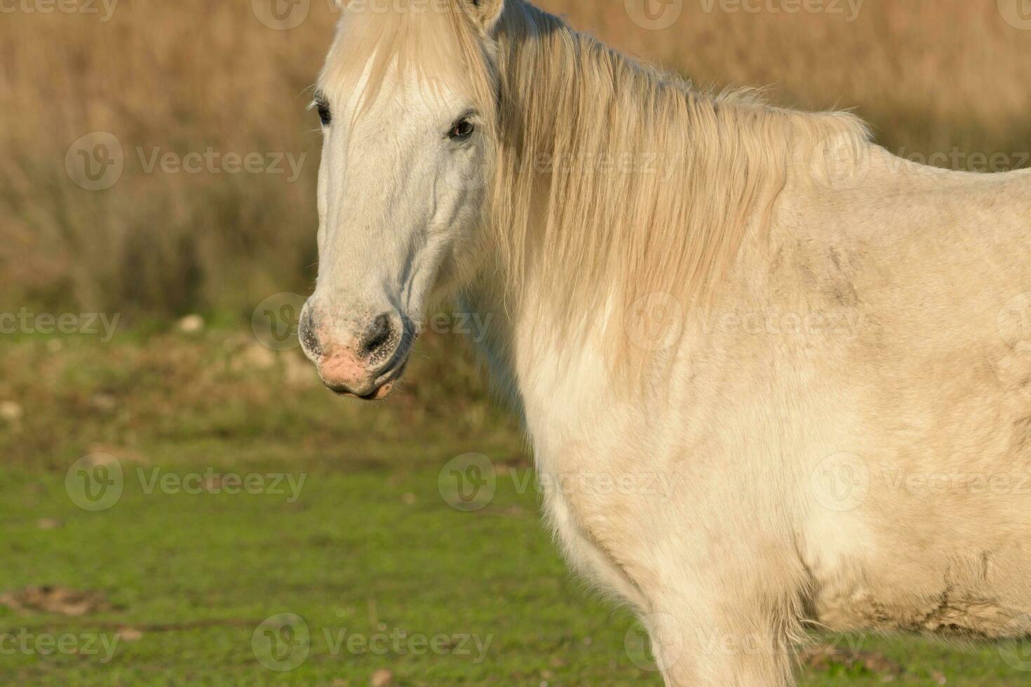 portrait de blanc cheval à la recherche à caméra, photo