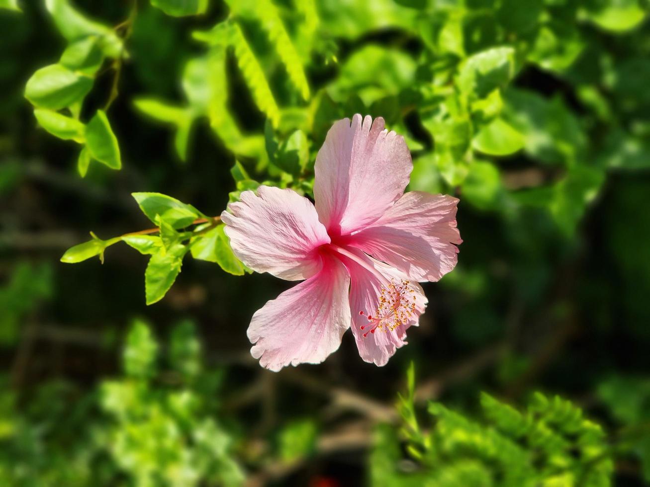 fleur rose dans le parc photo