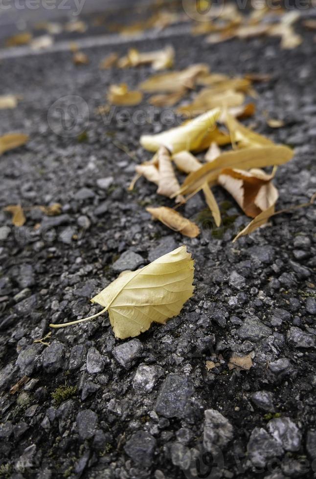 feuille jaune dans l'herbe photo