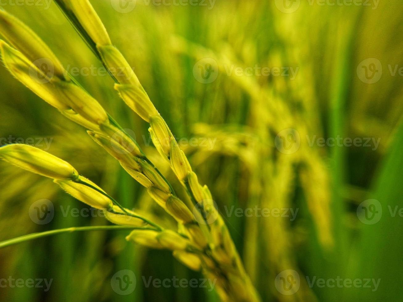 Close up de graines de riz paddy jaune avec des rizières en arrière-plan photo