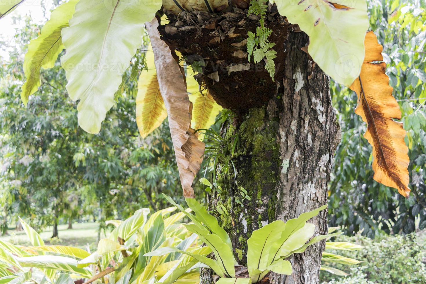 arbre trompé rose tabebuia rosea, jardin botanique perdana, malaisie. photo