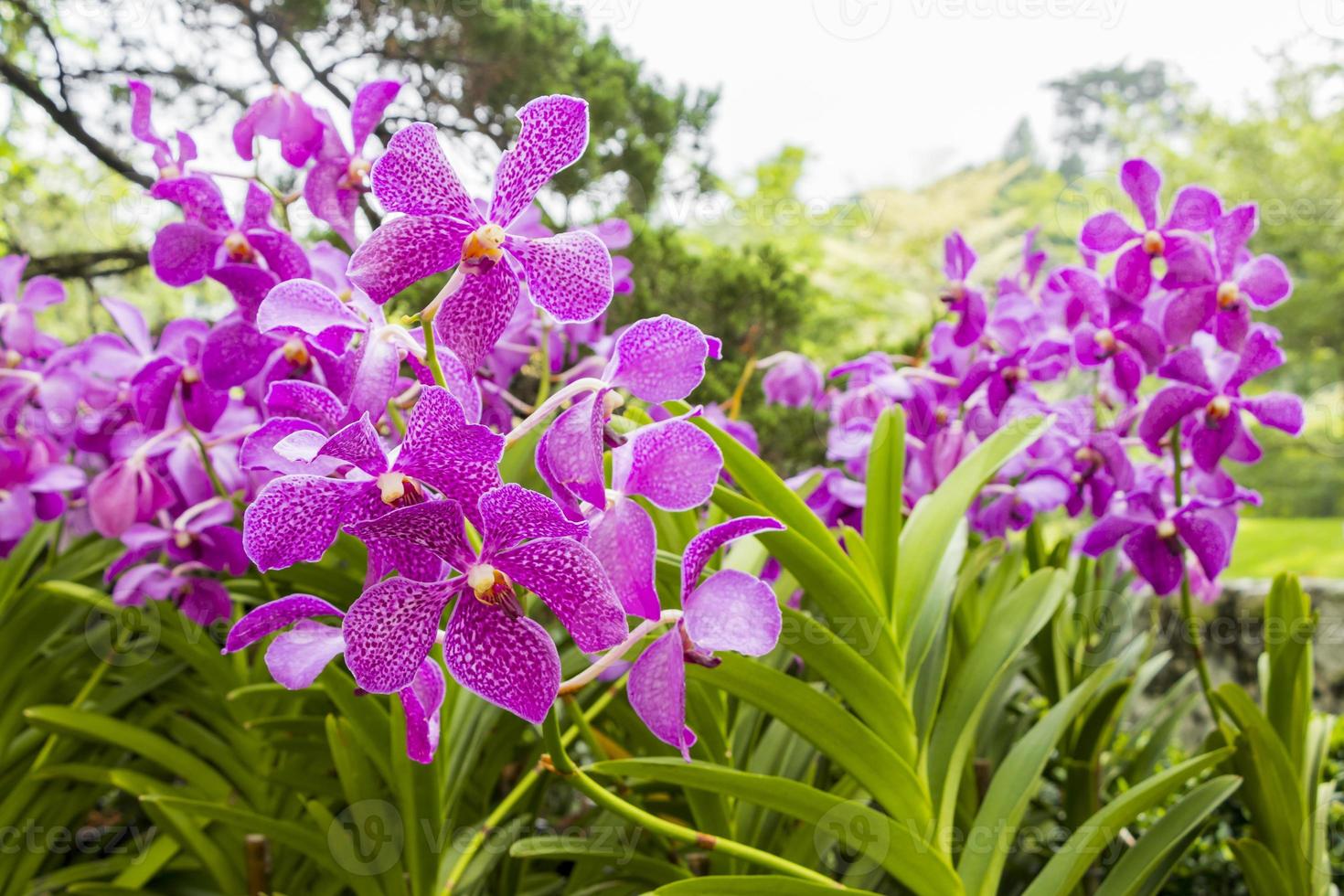 belles orchidées roses en malaisie. photo