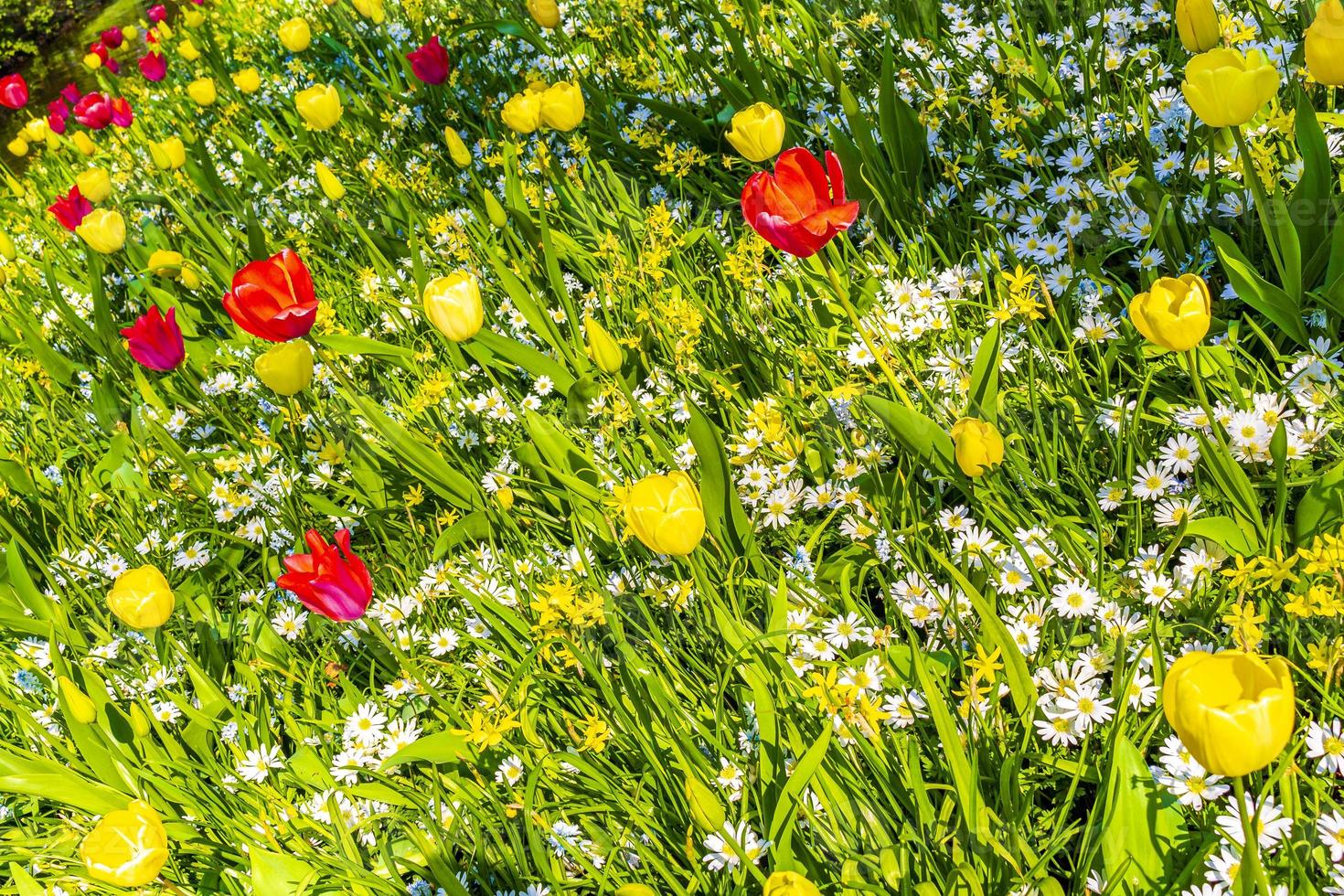 Tulipes colorées jonquilles dans le parc de Keukenhof lisse Hollande Pays-Bas. photo