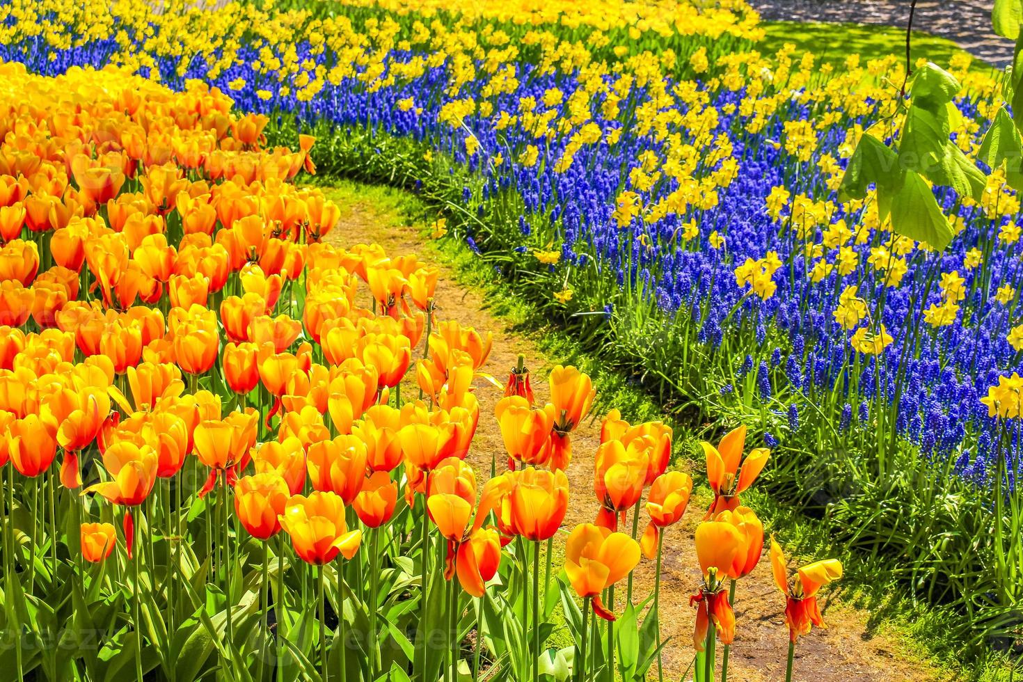Tulipes colorées jonquilles dans le parc de Keukenhof lisse Hollande Pays-Bas. photo