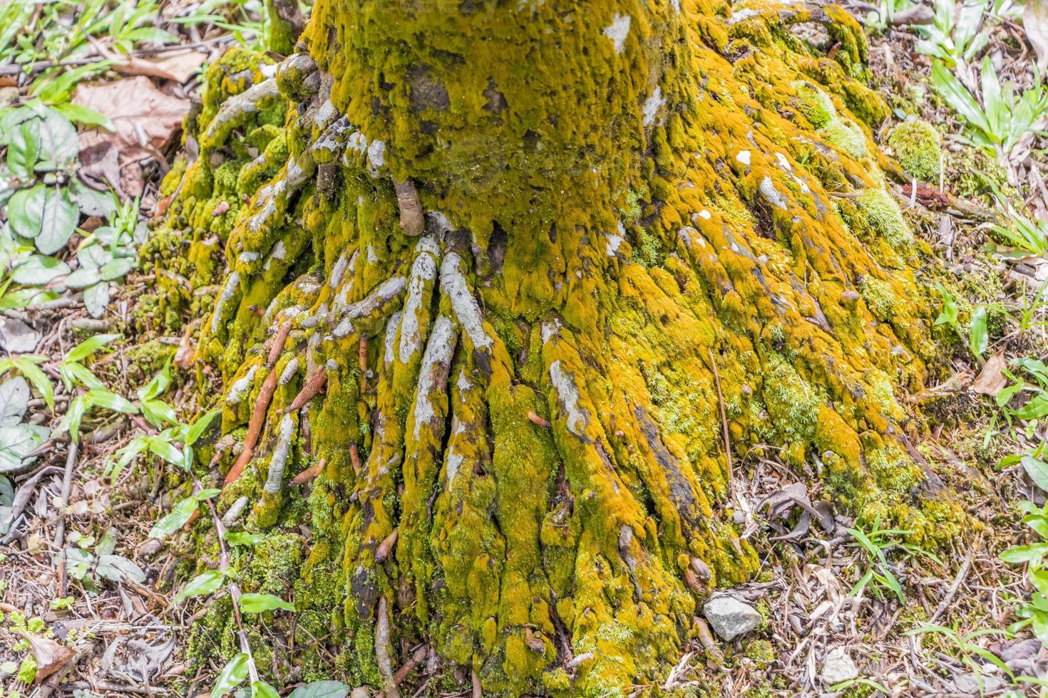 racines jaunes vertes d'un vieil arbre tropical en malaisie. photo