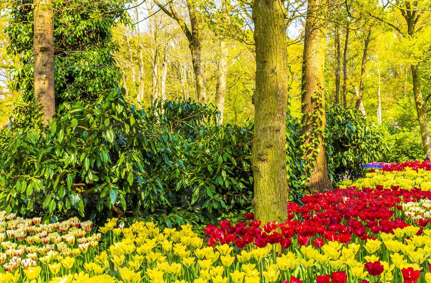 Tulipes colorées jonquilles dans le parc de Keukenhof lisse Hollande Pays-Bas. photo