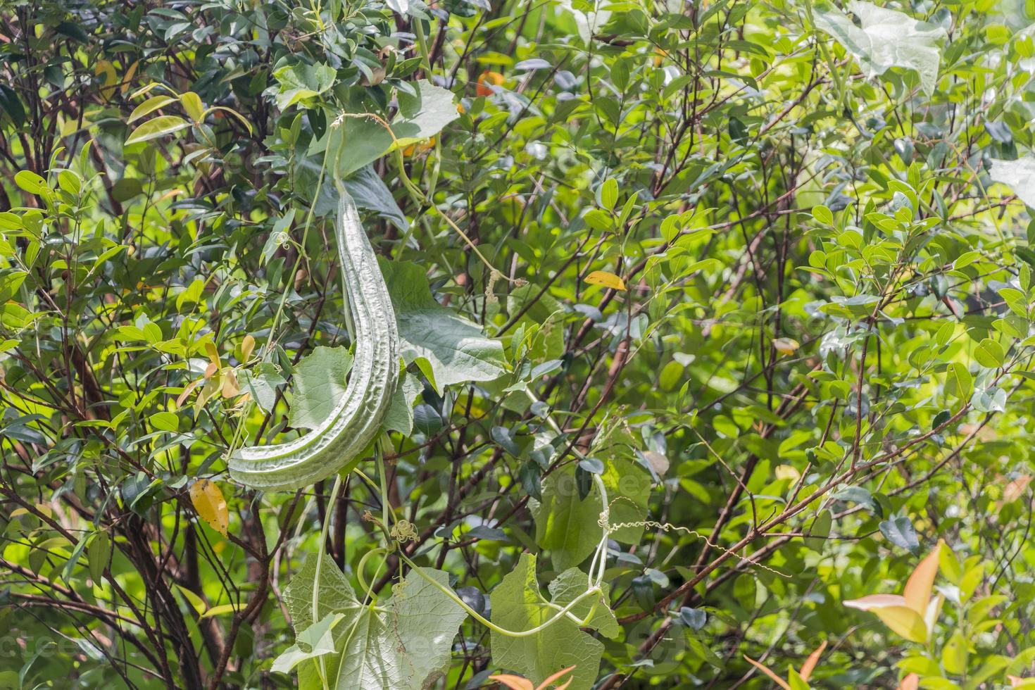 concombre asiatique melon amer est suspendu à l'arbre, kuala lumpur. photo