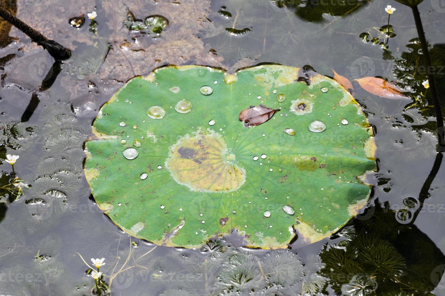 étang tropical sec avec plantes aquatiques, jardin botanique perdana. photo