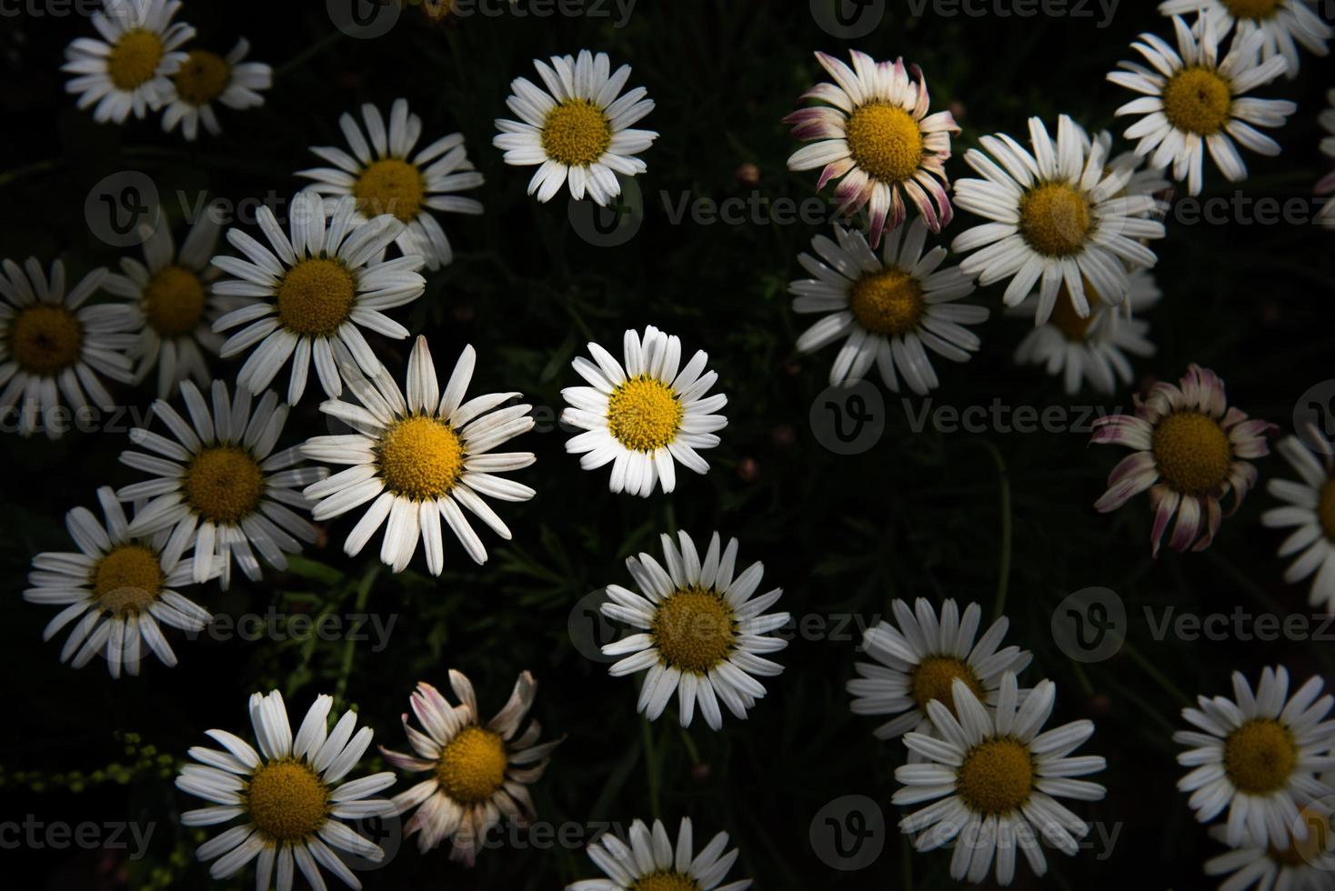 fleurs de marguerite qui fleurissent dans le jardin photo