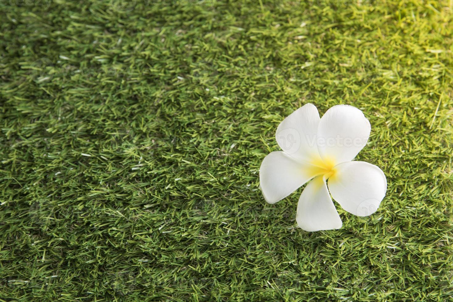 Leelawadee fleur blanche sur le terrain en herbe photo