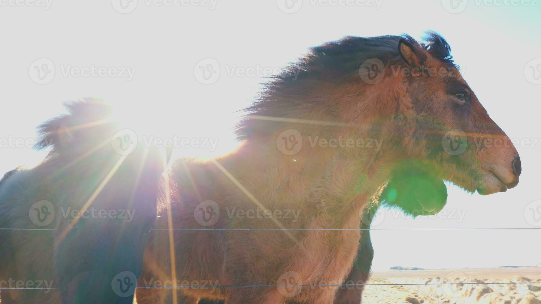 troupeau de islandais les chevaux sur nordique champ, magnifique animaux vivant dans Islande. islenski hesturinn race sur bord de la route dans magnifique scandinave paysages, panoramique voir. ordinateur de poche tir. photo