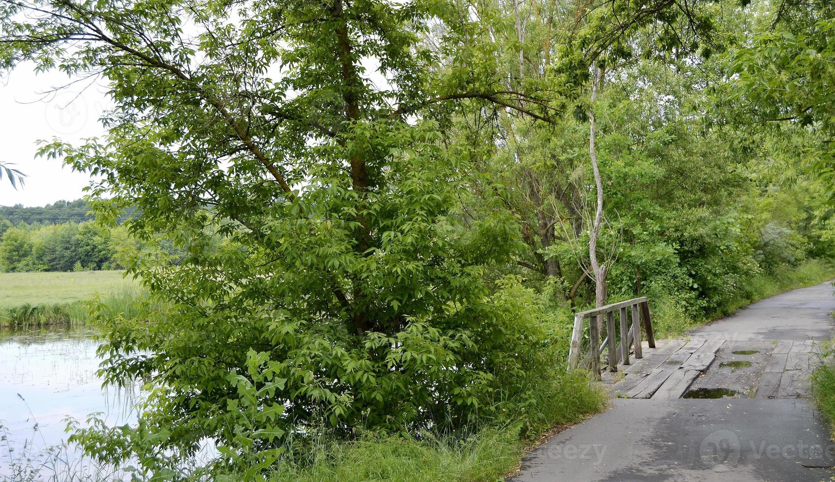 pont en bois sur la rivière photo