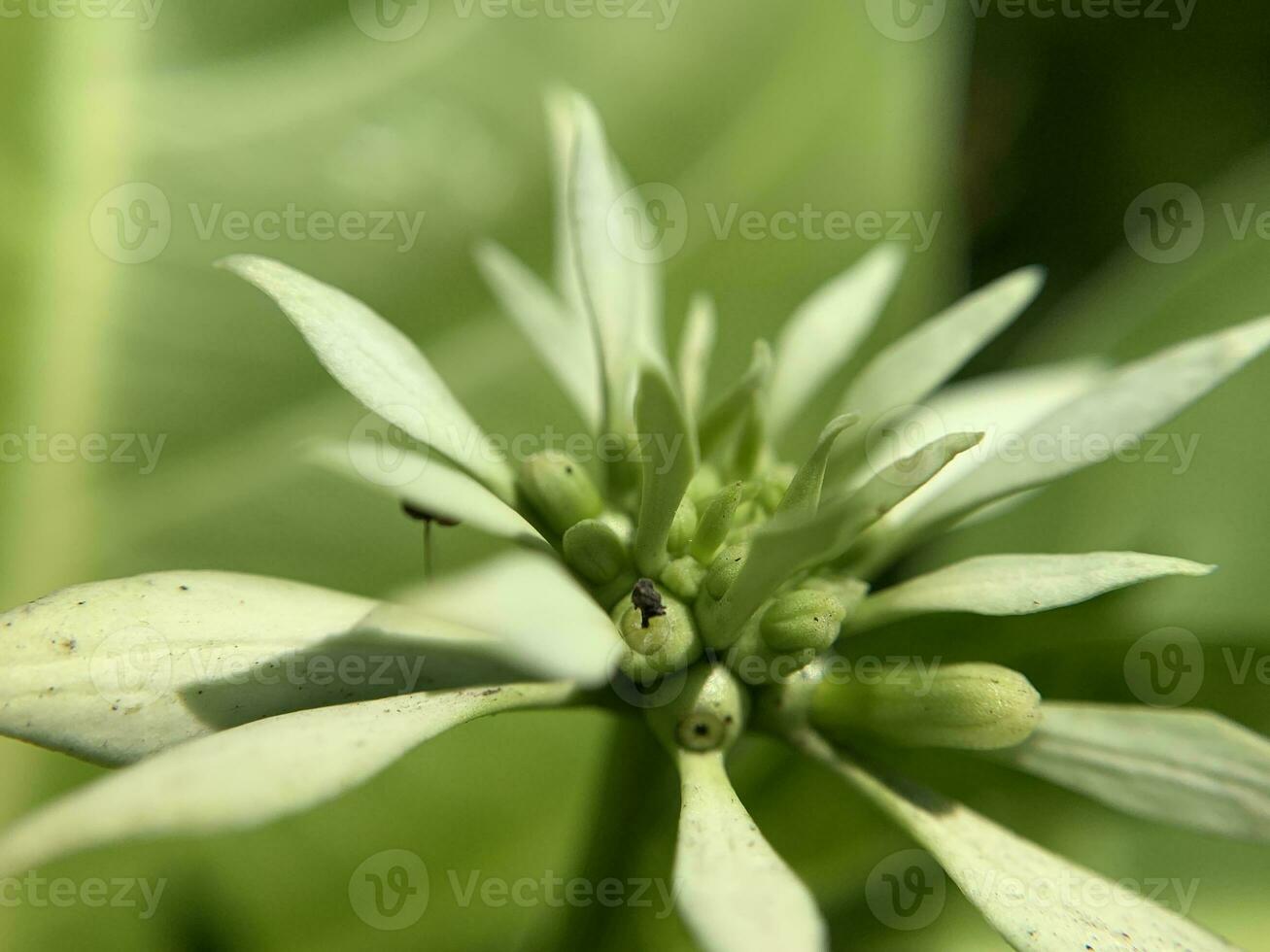 tel magnifique macro coups de fleurs et feuilles photo