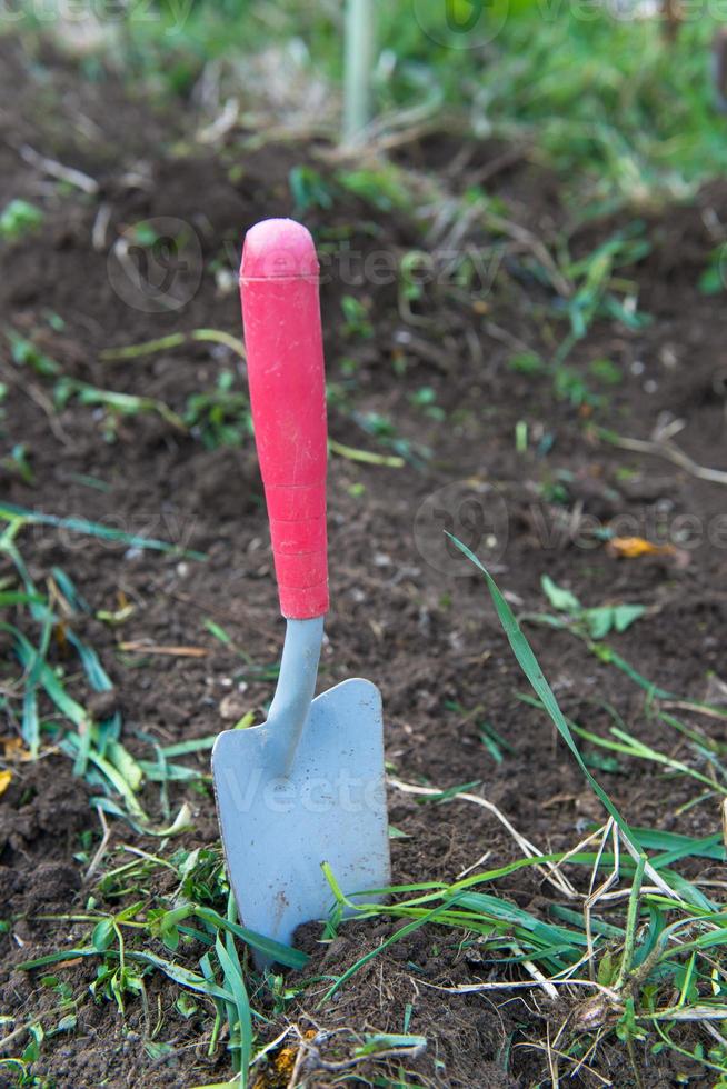 godet de jardin planté en pleine terre photo