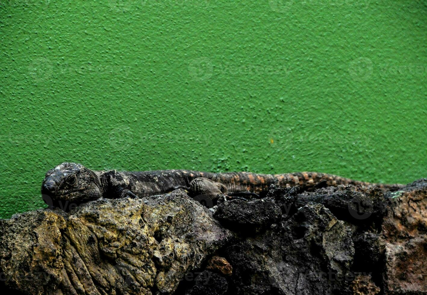 Roche texture sur vert Contexte photo
