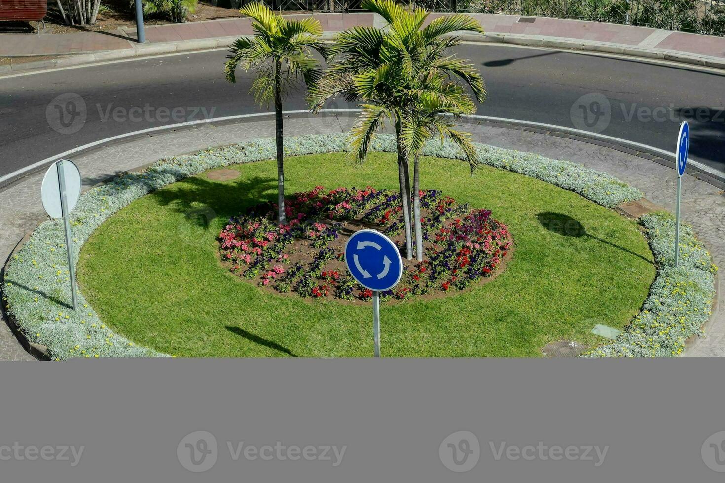 paume des arbres sur le rond point photo