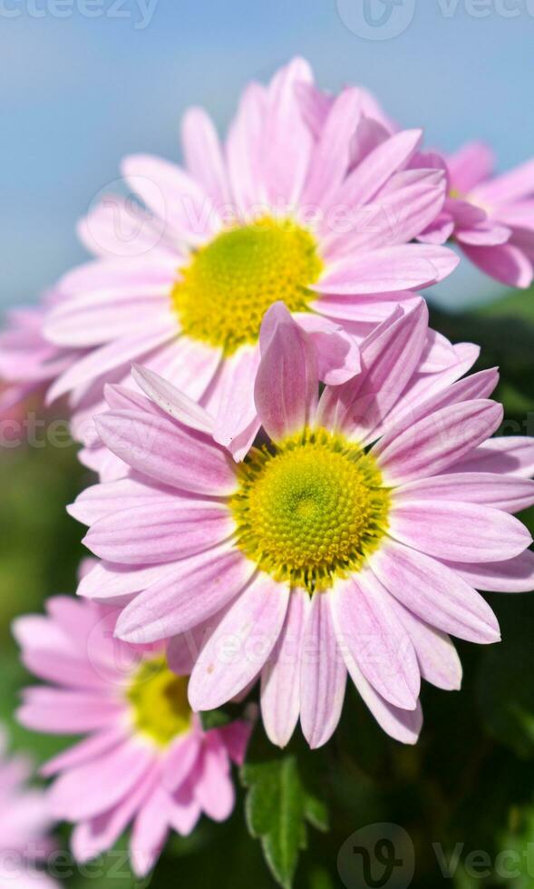 chrysanthème morifolium fleur photo