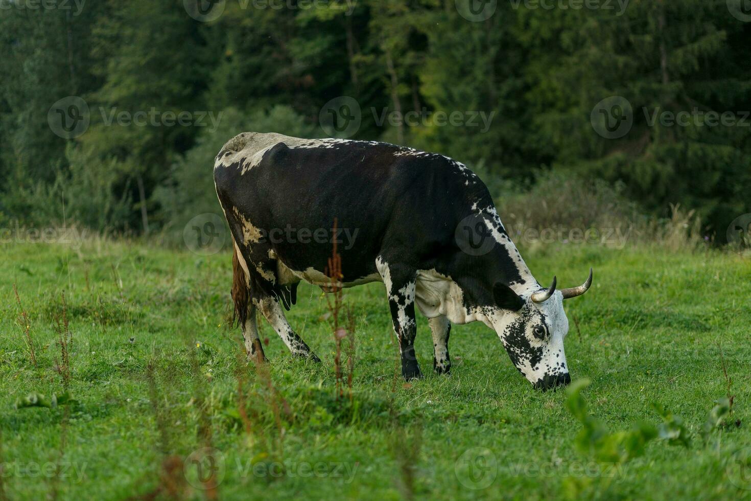 noir et blanc vache pâturage sur Prairie dans montagnes. photo