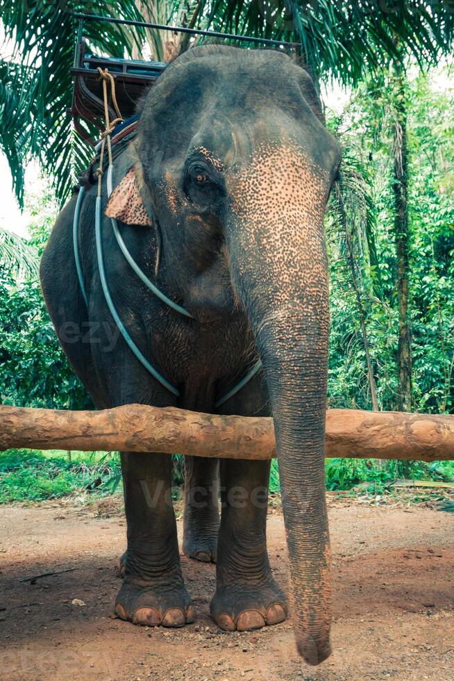 éléphants dans Thaïlande photo