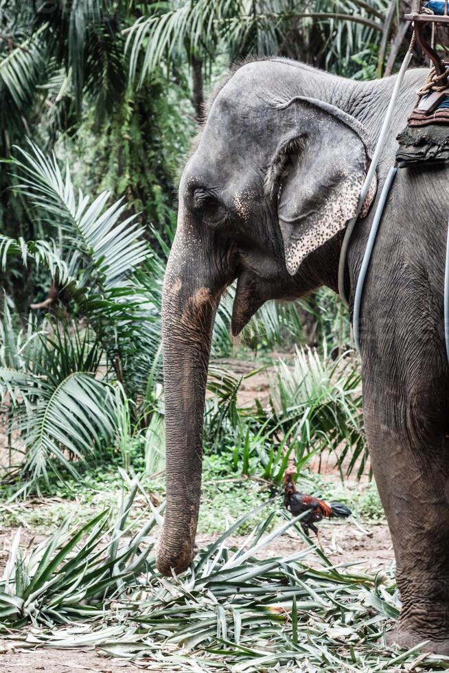 l'éléphant dans Thaïlande photo