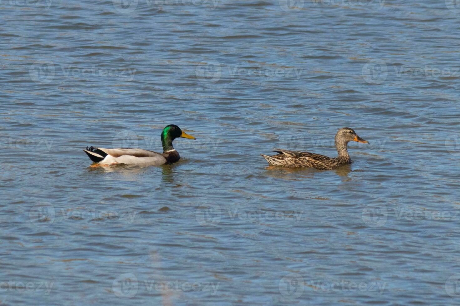 colvert canards nager à travers le étang Suivant chaque autre. femelle marron un dans le de face Masculin avec une vert tête dans le dos. photo